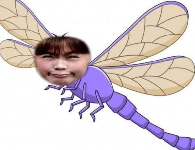 Maloi as year of the dragonfly 